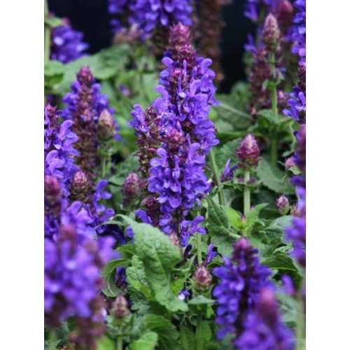 Šalavijas gojinis ( lot. Salvia nemorosa) Marvel Blue