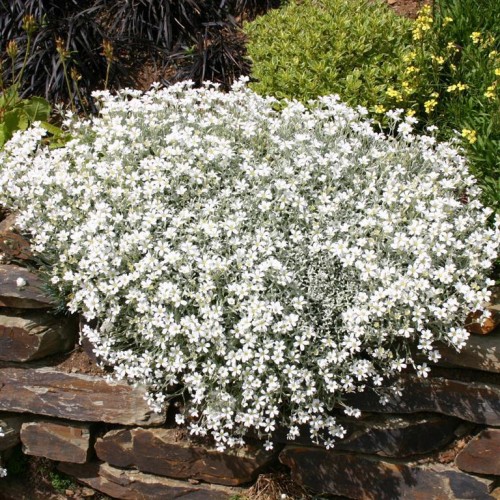 Glazute ( lot. Celastium.tomentosum) 
