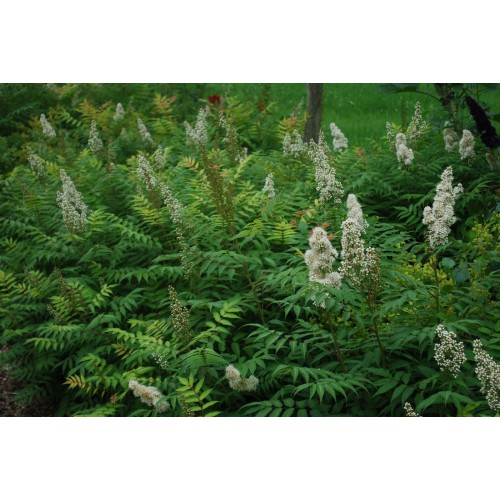 Šermukšnialapė lanksvūnė ( lot. Sorbaria sorbifolia) 