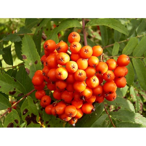 Šermukšnis valgomasis ( lot. Sorbus spp.) Sacharnaja