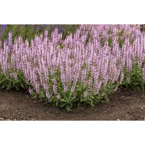 Šalavijas gojinis ( lot. Salvia nemorosa)  Feathers Flamingo