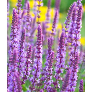 Šalavijas gojinis ( lot. Salvia nemorosa) Amethyst