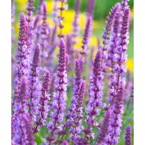 Šalavijas gojinis ( lot. Salvia nemorosa) Amethyst