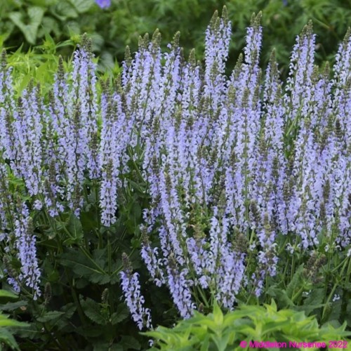 Šalavijas gojinis ( lot. Salvia nemorosa) Salute Ice Blue