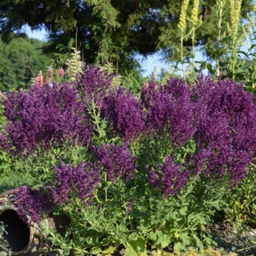 Šalavijas gojinis ( lot. Salvia nemorosa) Schwellenburg