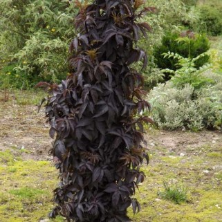 Šeivamedis juodauogis ( lot. Sambucus nigra) Black Tower