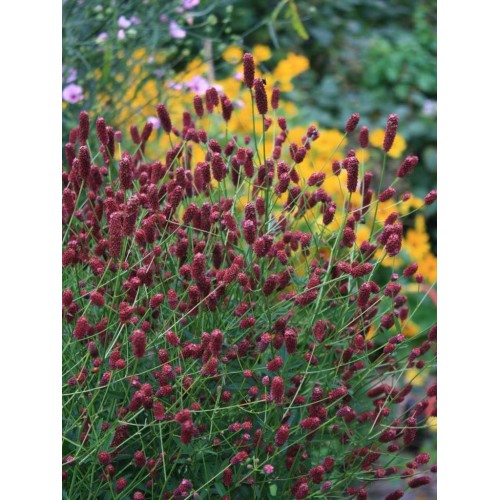 Kraujalakė vaistinė ( lot. Sanguisorba officinalis) Tanna