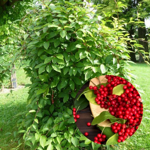 Kininis citrinvytis (lot. Schisandra chinensis) Sadova no1