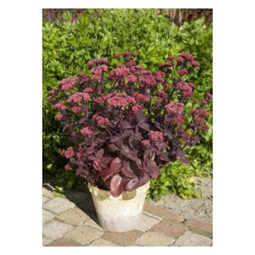 Šilokas  ( lot. Sedum) Seduction Cherry Chocolate