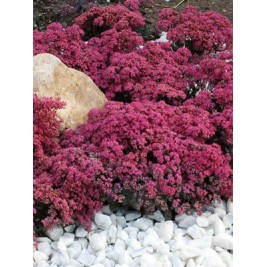 Šilokas  ( lot. Sedum hybrid) Sunsparkler Dazzlebery