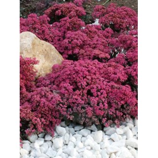 Šilokas  ( lot. Sedum hybrid) Sunsparkler Dazzlebery