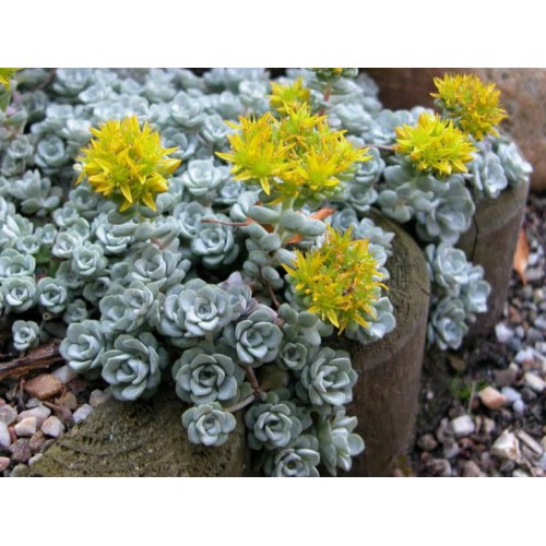 Šilokas  ( lot. Sedum spathulifolium) Cape Blanco