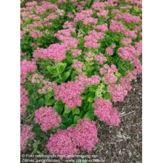 Šilokas (lot. Sedum spectabile)  Rosenteller