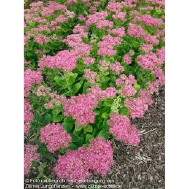 Šilokas (lot. Sedum spectabile)  Rosenteller