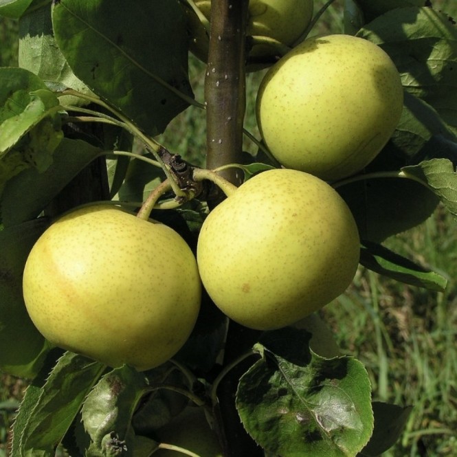 Kriaušė azijietiška ( lot.Pyrus) Shinseiki