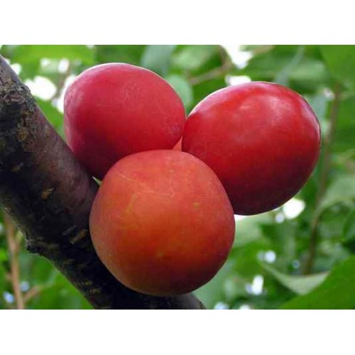 Slyva  ( lot.Prunus cerasifera)  Skoroplodnaja