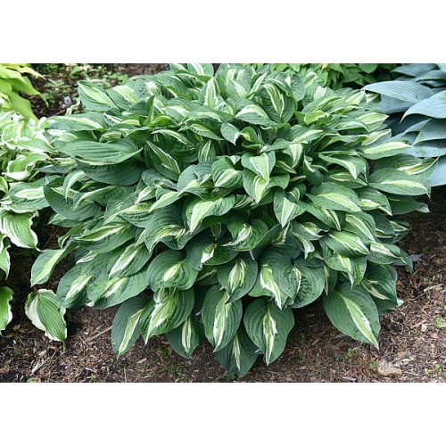 Melsvė ( lot. Hosta) Snake eyes