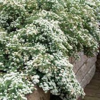 Astras erikinis ( lot. Aster ericoides) Snowflurry