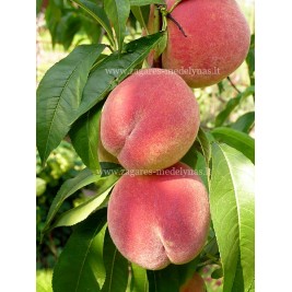 Persikas ( lot.Prunus persica) Sočnyj Persikas ( lot.Prunus persica) Sočnyj