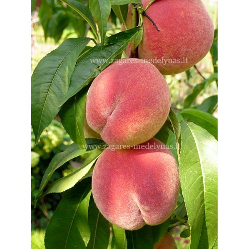 Persikas ( lot.Prunus persica) Sočnyj