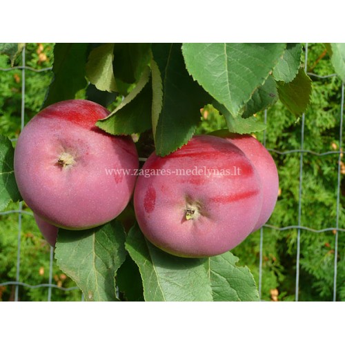 Obelis koloninė rudeninė ( lot. Malus domestica) Solo