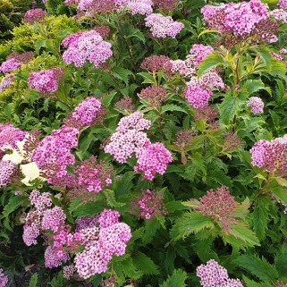 Lanksva japoninė ( lot. Spiraea japonica) Crispa