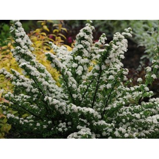 Lanksva niponinė ( lot. Spiraea nipponica) Snowmound