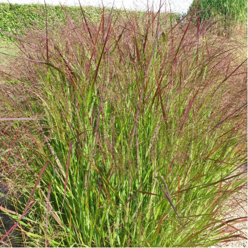 Ryškėtoji sora ( lot. Panicum virgatum) Squaw