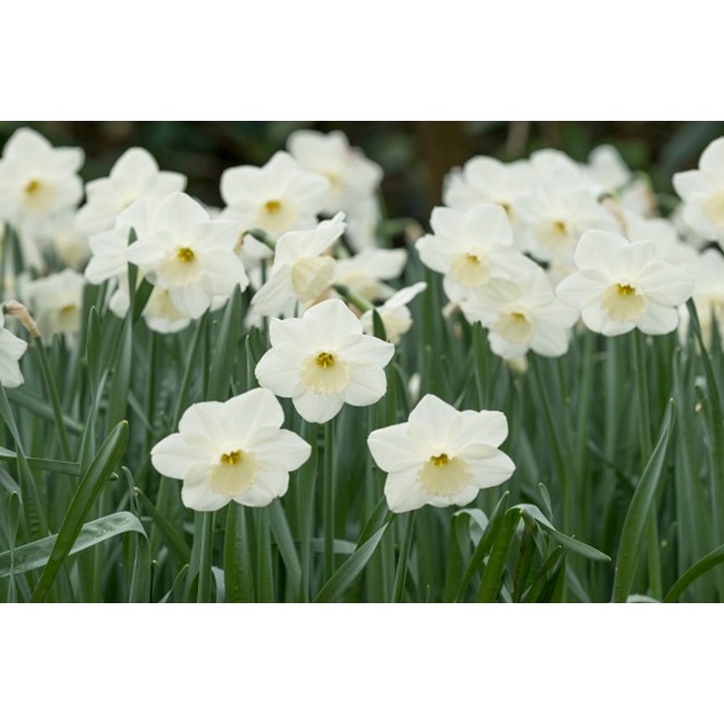 Narcizas ( lot.Narcissus) Stainless, 50 vnt