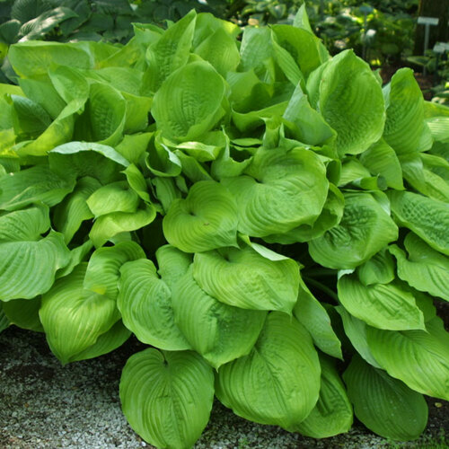 Melsvė ( lot. Hosta) Sum and Substance