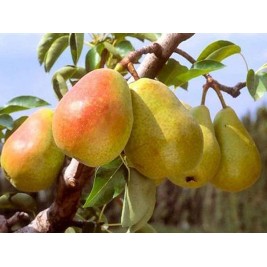 Kriaušė ( lot.Pyrus communis) Summerscript Kriaušė ( lot.Pyrus communis) Summerscript