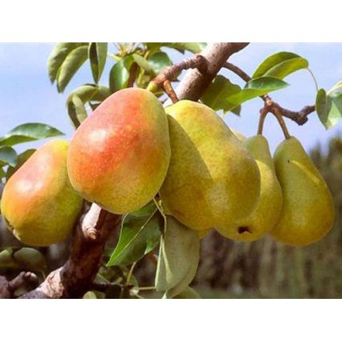 Kriaušė ( lot.Pyrus communis) Summerscript