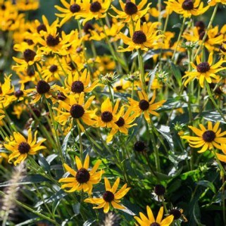 Rudbekija žėrinčioji (lot.Rudbeckia fulgida ) Sun Ka Ching