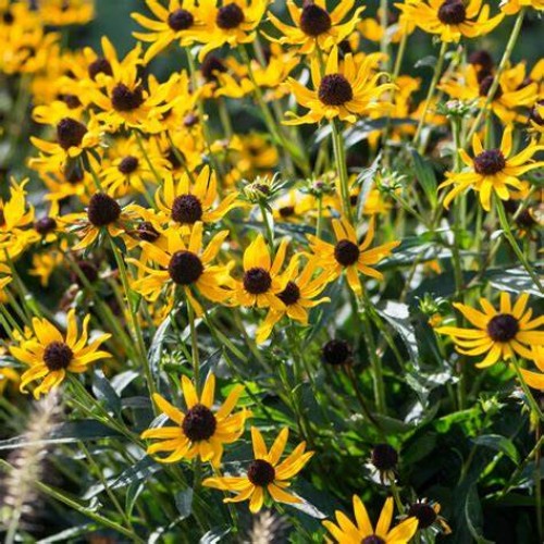 Rudbekija žėrinčioji (lot.Rudbeckia fulgida ) Sun Ka Ching