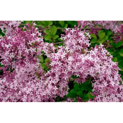 Alyva( lot.Syringa) Red Pixie