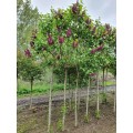 Alyva ant koto( lot.syringa vulgaris) Ludwig  Spaeth