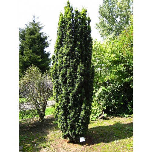 Kukmedis europinis ( lot. Taxus baccata )  Fastigiata 