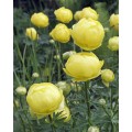 Burbulis europinis (lot. Trollius europaeus)