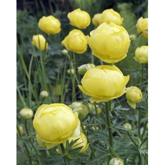Burbulis europinis (lot. Trollius europaeus)
