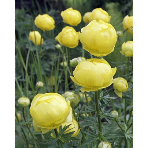 Burbulis europinis (lot. Trollius europaeus)