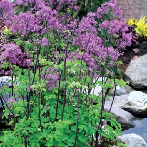 Vingiris  (lot. Thalictrum ) Black Stockings