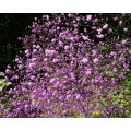 Vingiris sparnuotasis (lot. Thalictrum delavayi) Hewitts Double