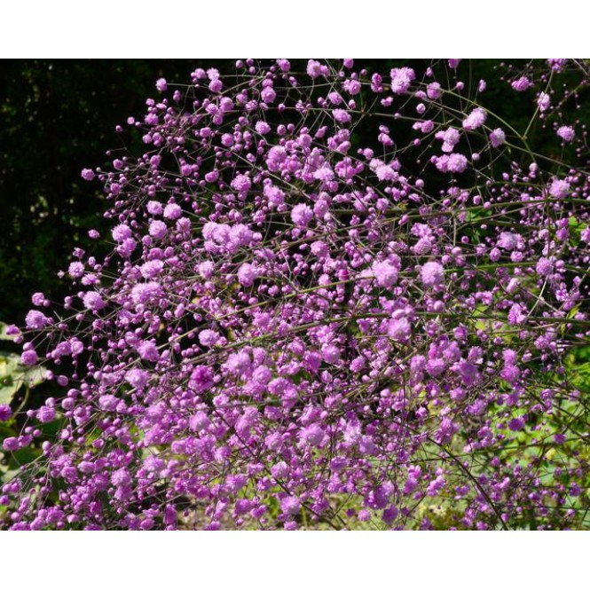 Vingiris sparnuotasis (lot. Thalictrum delavayi) Hewitts Double