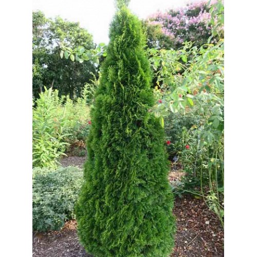 Tuja vakarinė ( lot. Tuja occidentalis) Smaragd