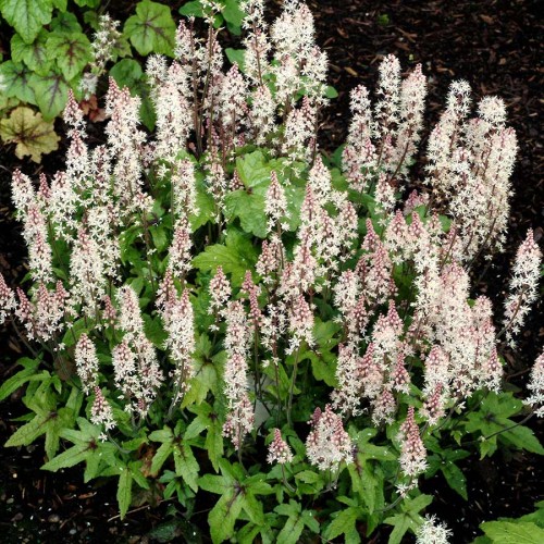 Tiarelė ( lot. Tiarella ) Pink Bouquet