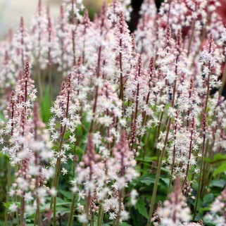 Tiarelė ( lot. Tiarella ) Sugar and Spice