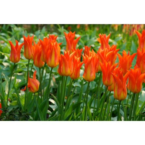 Tulpės  Ballerina 5 vnt 