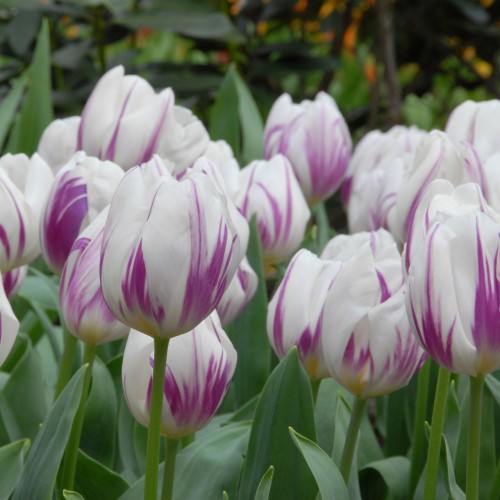 Tulpės  Flaming Flag 5 vnt 