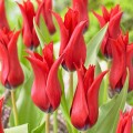 Tulpės Isaak Chic, 5 vnt vazone
