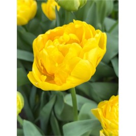 Tulpės Yellow Margarita, 500 vnt 